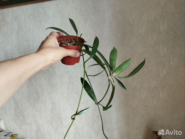 Хойи срез и укорененные