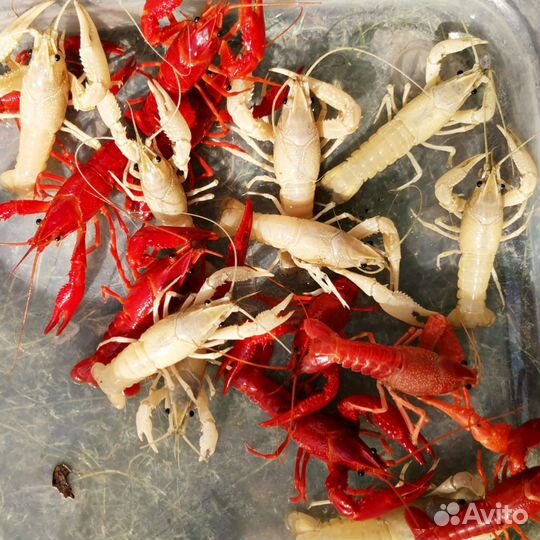 Флоридский рак