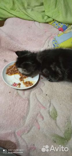 Экзотический котёнок