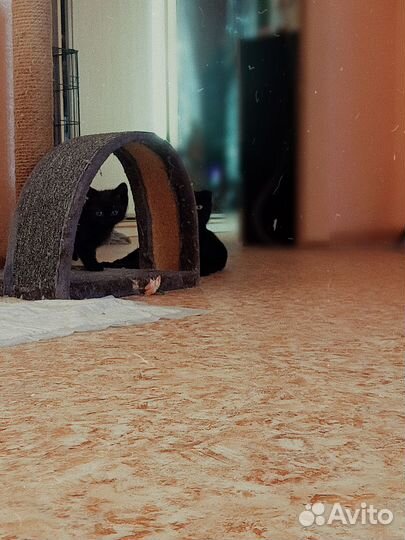 Милейший малыши в добрые руки