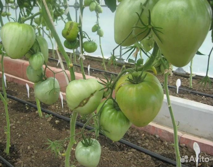 Семена томат Вельможа