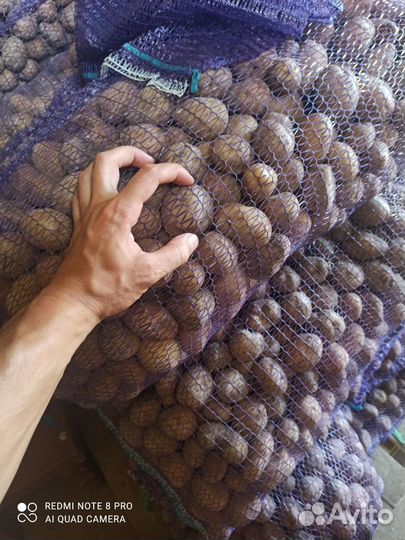 Семенной картофель