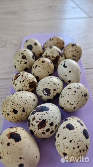 Инкубационное яйцо техасского утяжел. перепела