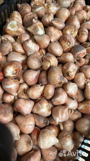 Луковицы тюльпанов оптом