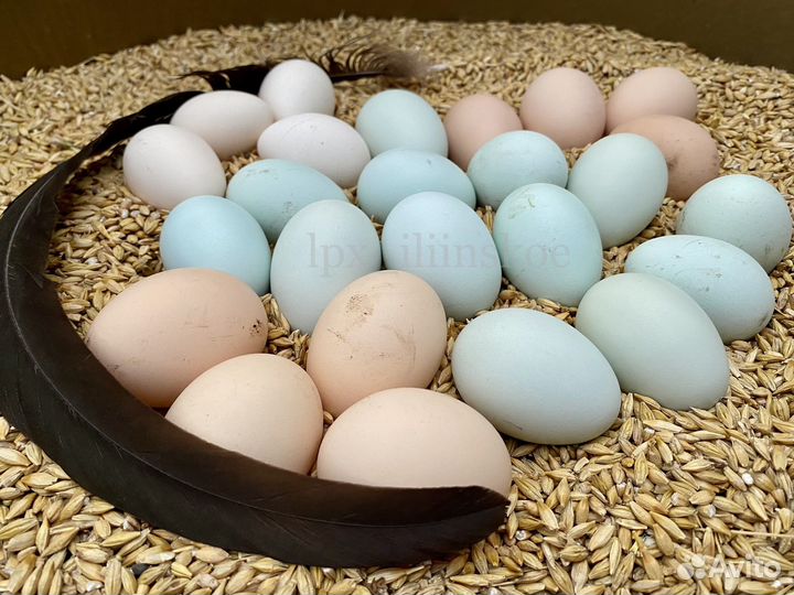 Легбар кремовый