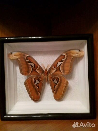 Коллекция бабочек