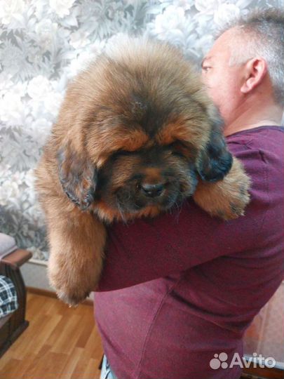 Тибетский мастиф,львиный тип