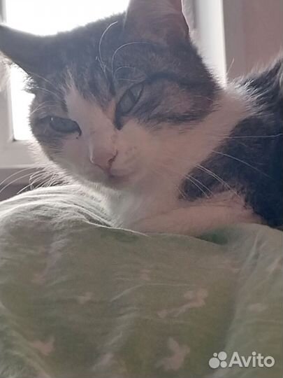 Сибирская кошка