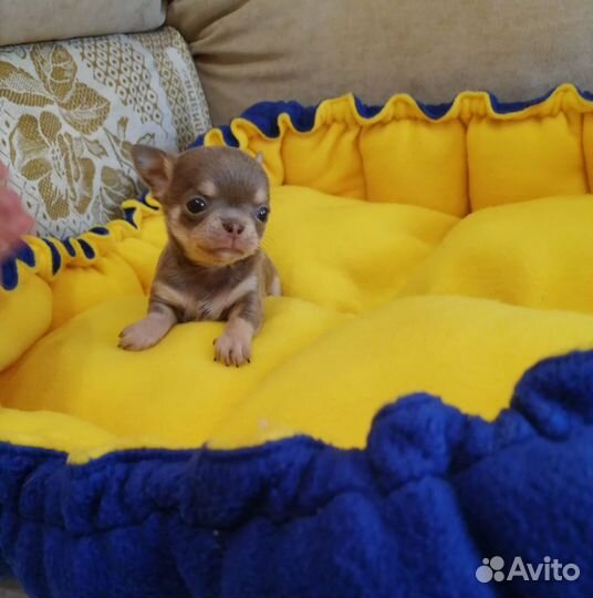 Щенки чихуахуа