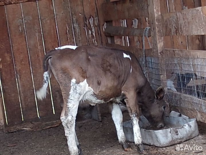 Продам телку