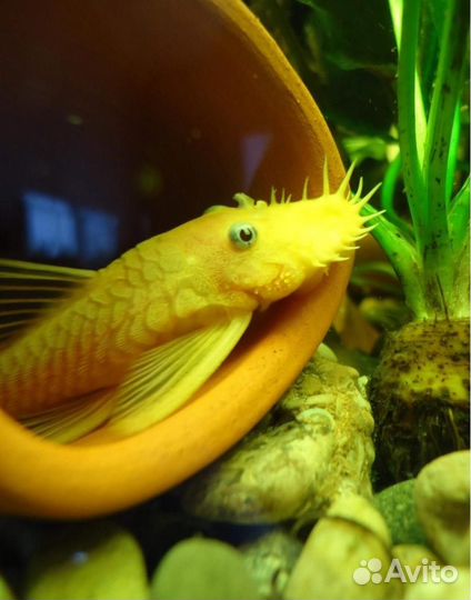 Сомики анциструсы