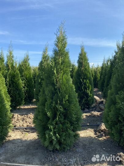 Туя Смарагд премиум качества