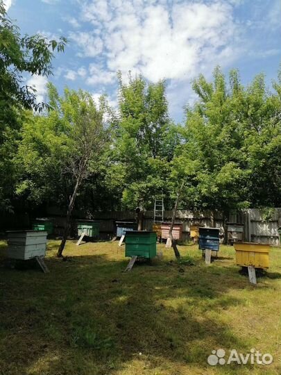 Продам пасеку