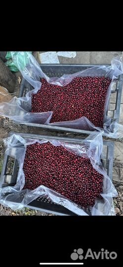 Свежая клюква