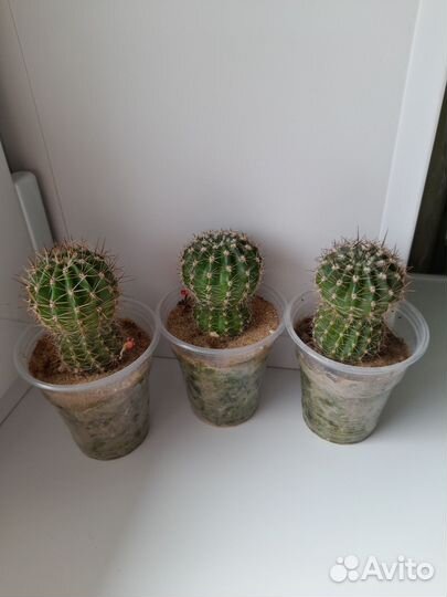 Гибридные эхинопсисы