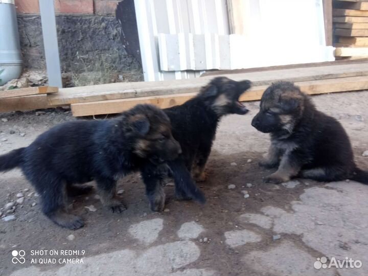 Собаки