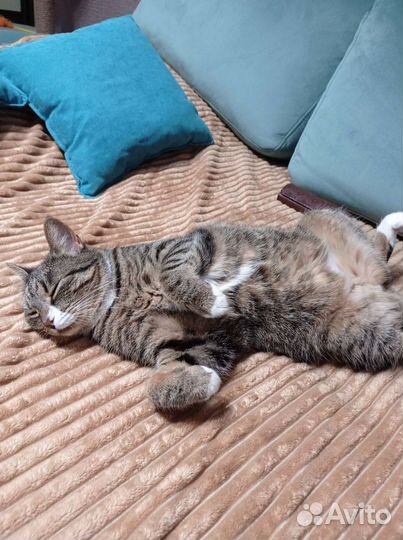 Кошка в дар бесплатно