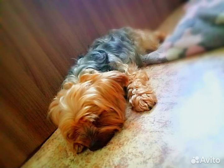 Йоркширский терьер