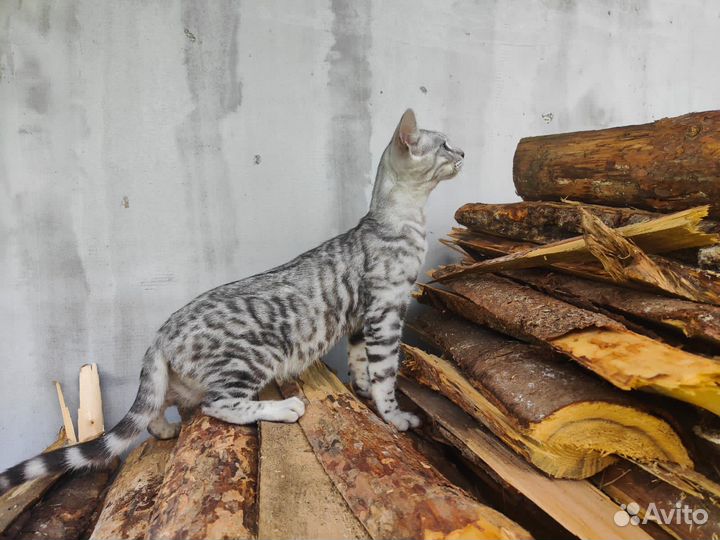 Бенгальские котята серебро