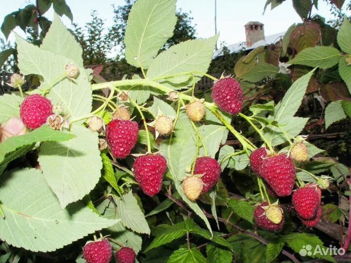 Ремонтантная малина