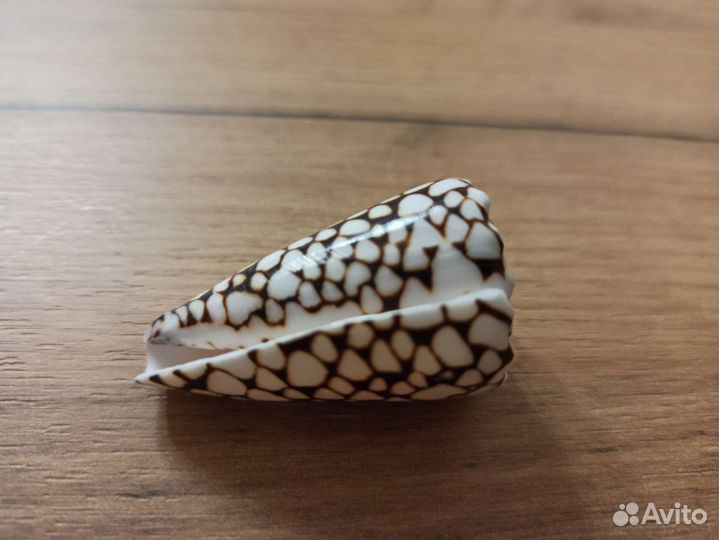 Морская раковина