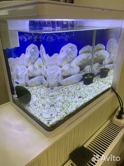 Аквариум pride