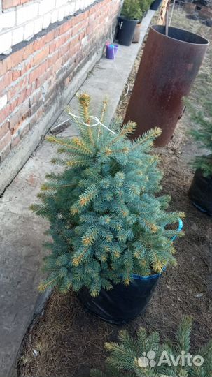 Саженцы ель голубая оптом