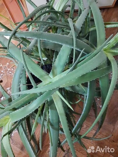 Алое лечебный