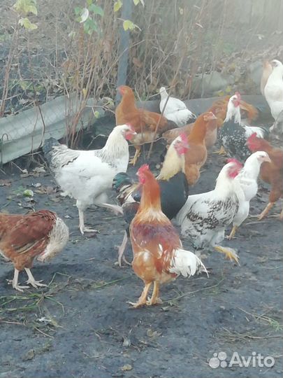 Петушки молодые