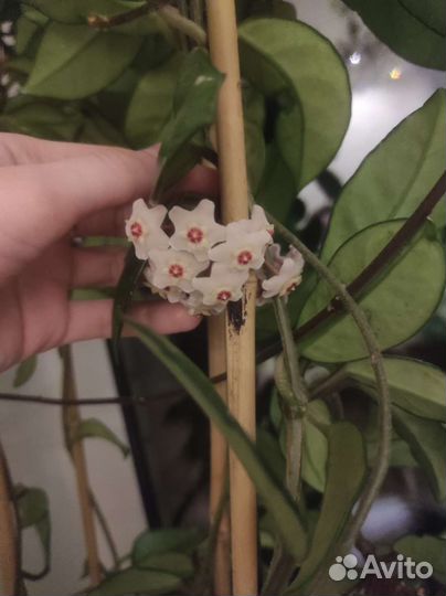 Комнатные растения