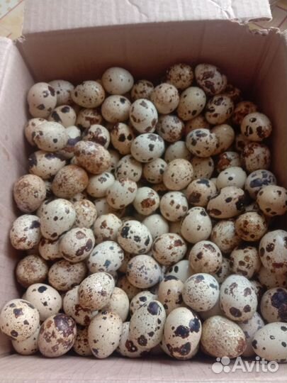 Продам перепелиное яйцо
