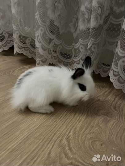 Декоративные кролики