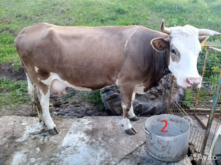 Продаем коров