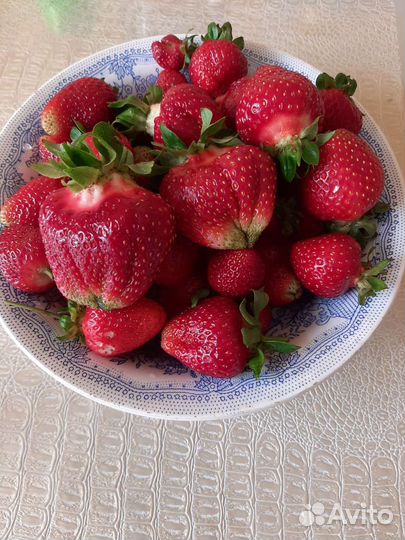 Рассада Клубники Азия, Клери, Альба