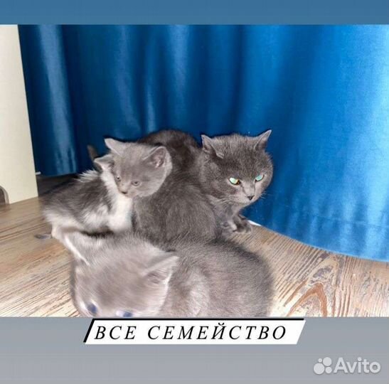 Британские котята смешаные с песпородным