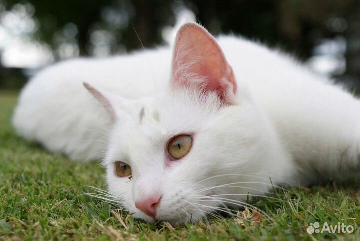 Котенок мальчик бесплатно