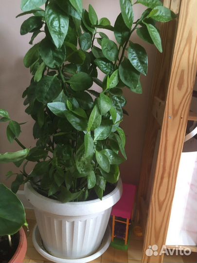 Банан, растения