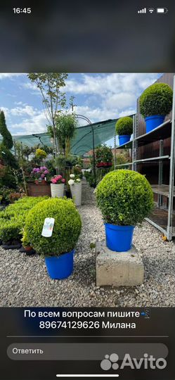 Уличные декоративные растения