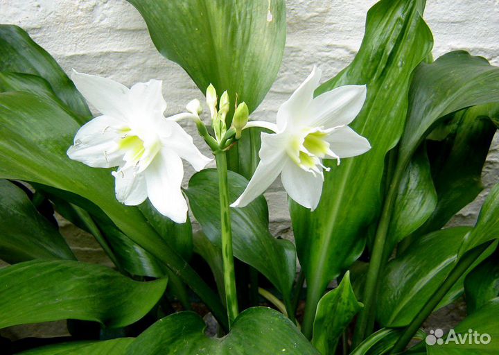 Амазонская лилия -Эухарис