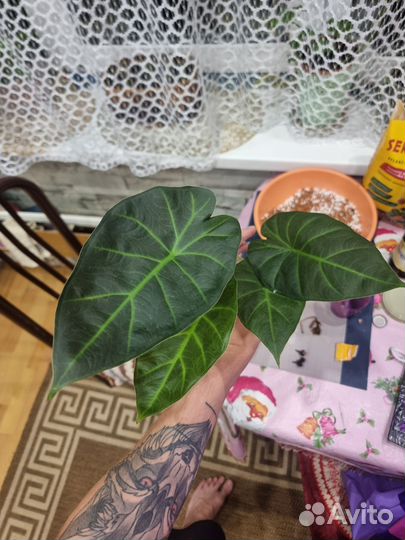 Алоказия клубни