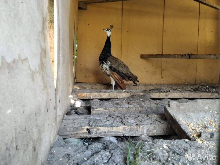 Павлины, Куропатки, Петухи