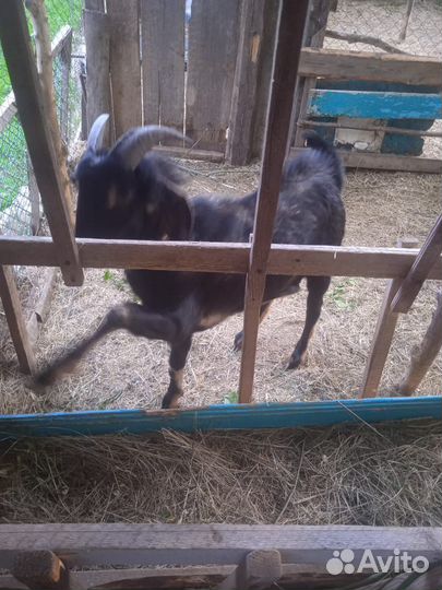 Нубийский козёл