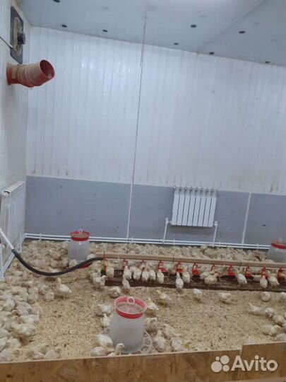 Цыплята бройлера подрощенные