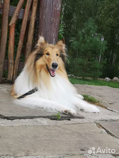 Колли вязка