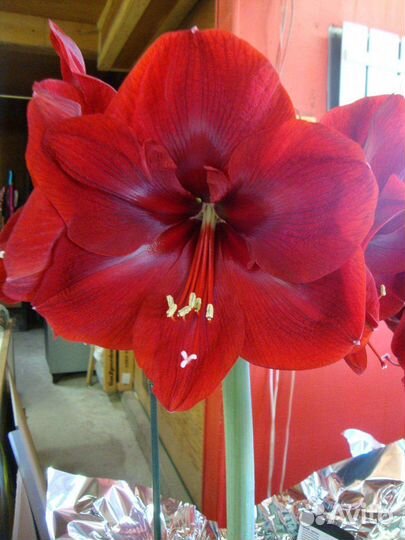 Гиппиаструм