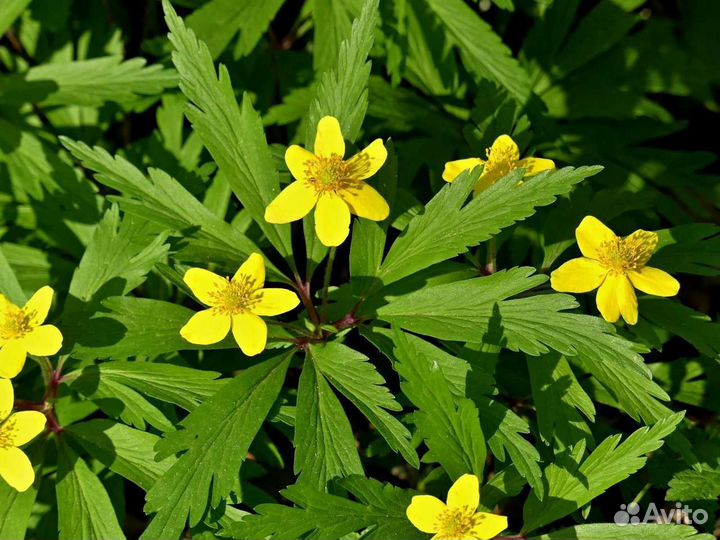 Пролеска, перелеска, сицилла