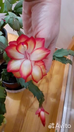 Комнатные цветы