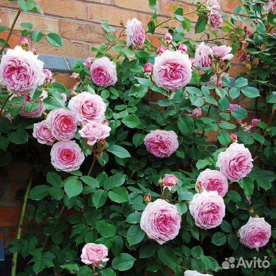 Роза плетистая