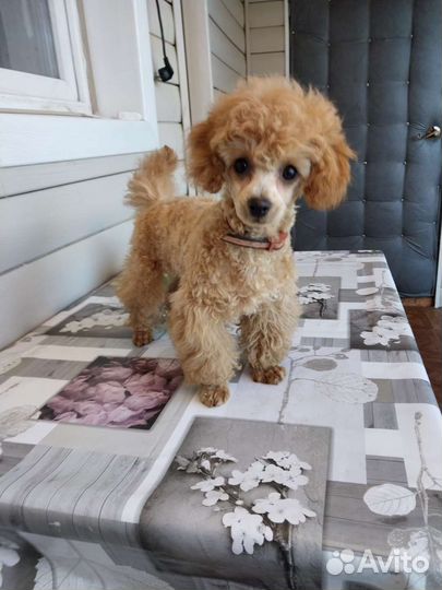 Щенок той пуделя