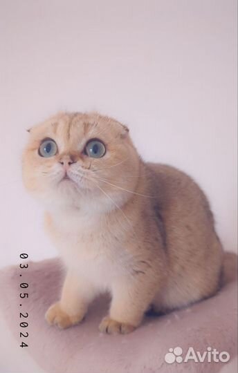 Шотландская вислоухая кошечка